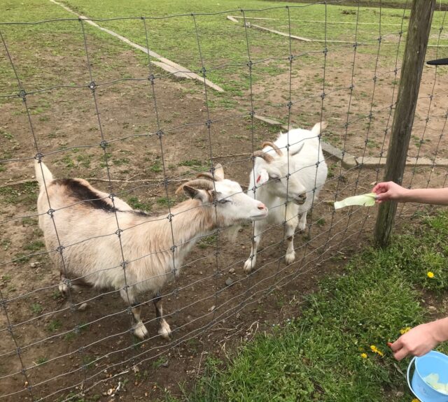 袖ヶ浦ふれあいどうぶつ縁