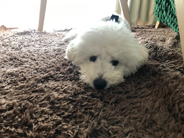 2024年春のペットシッターの様子