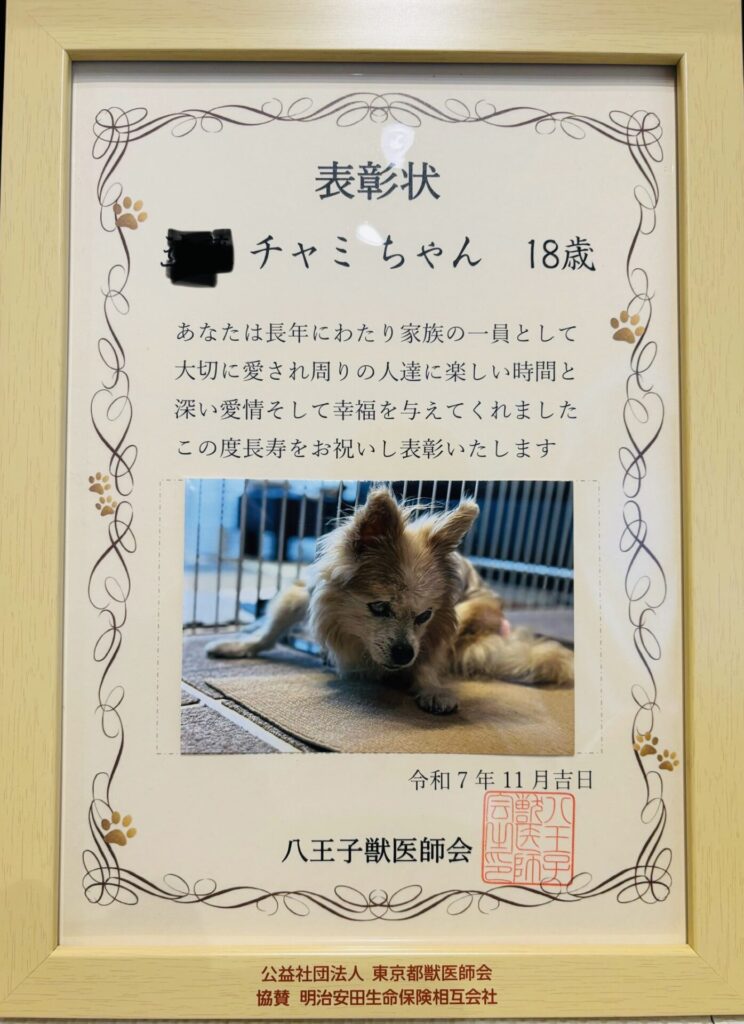 【犬のペットシッター介護 八王子】チャミちゃん18歳お誕生日と表彰おめでとうございます🎉