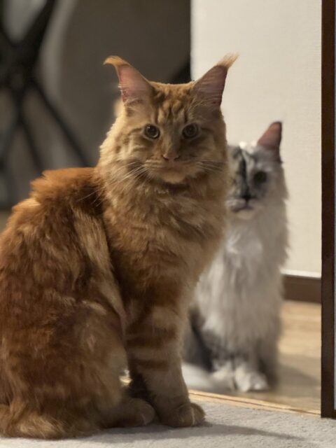 【ペットシッター 八王子】メインクーンちゃん達のお世話の様子