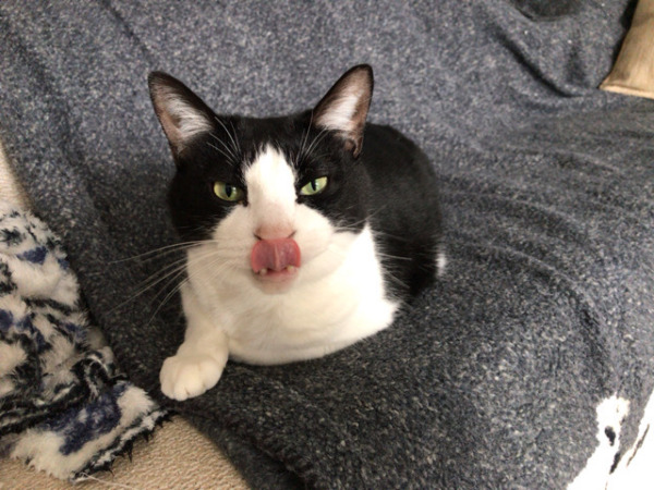 お世話 猫×3 川口市 草加市