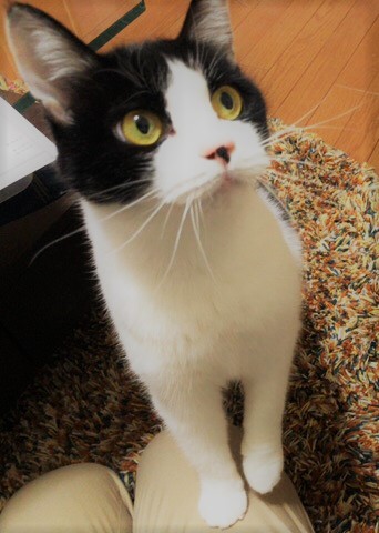 蕨市 マシェリちゃん、ダリアちゃん ペットシッター