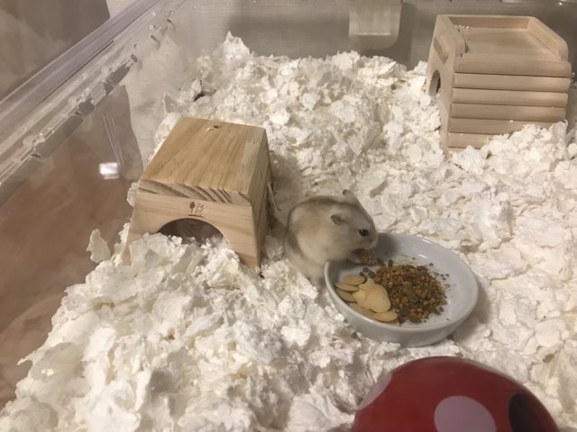 品川区小山のジャンガリアンハムスター　キウイちゃん