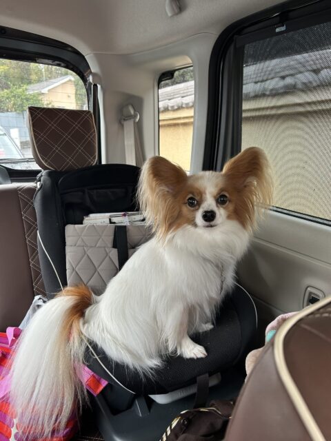 港北区のパピヨン、ナノちゃん