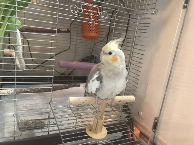 東五反田のインコと文鳥のお世話です