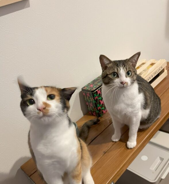 ふぐちゃんとあさりちゃん