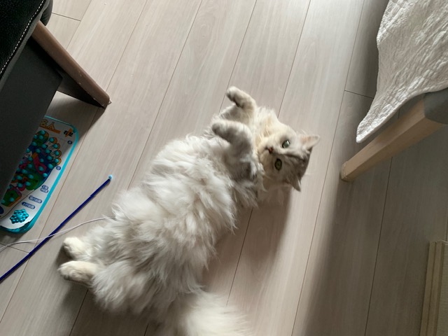 2024年夏のペットシッターの様子