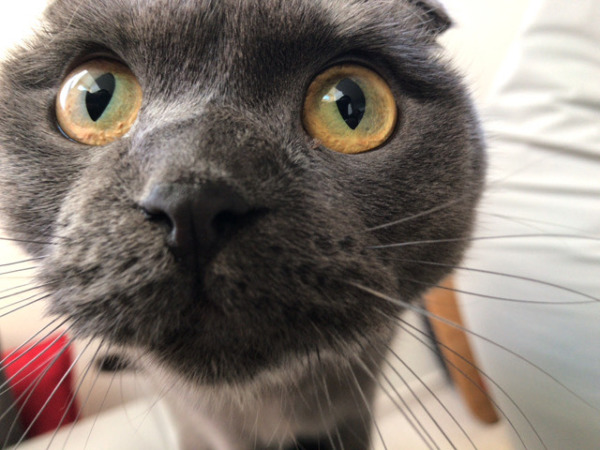 お世話 リピート 川口市 さいたま市