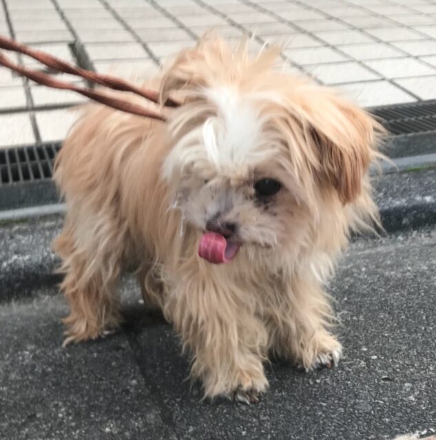 東五反田のアウラちゃん・ブーちゃん・ししまる君