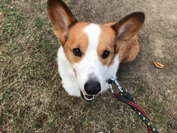 お世話 初回訪問 犬猫猫 川口市