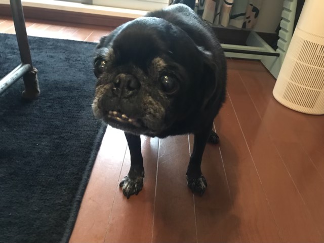 東品川の２頭のパグです