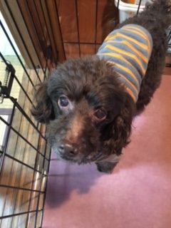 ルイくん　思いがけずホテルに5泊になる