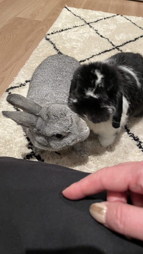 🐇デート中☺️