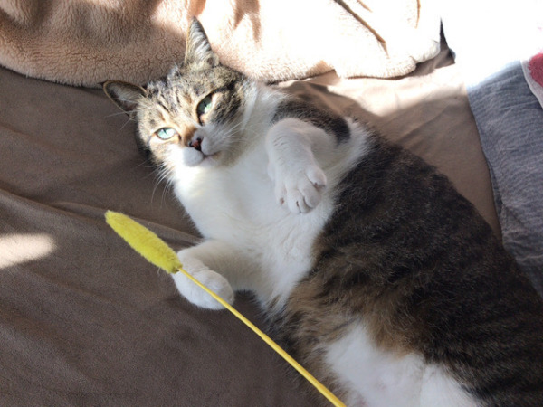 お世話　猫猫犬　川口市　さいたま市