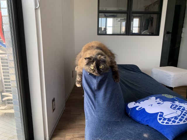 最近、猫ちゃんのシッターのご依頼が多くなっています。