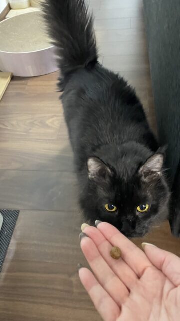 😺へそ天お出迎え☺️