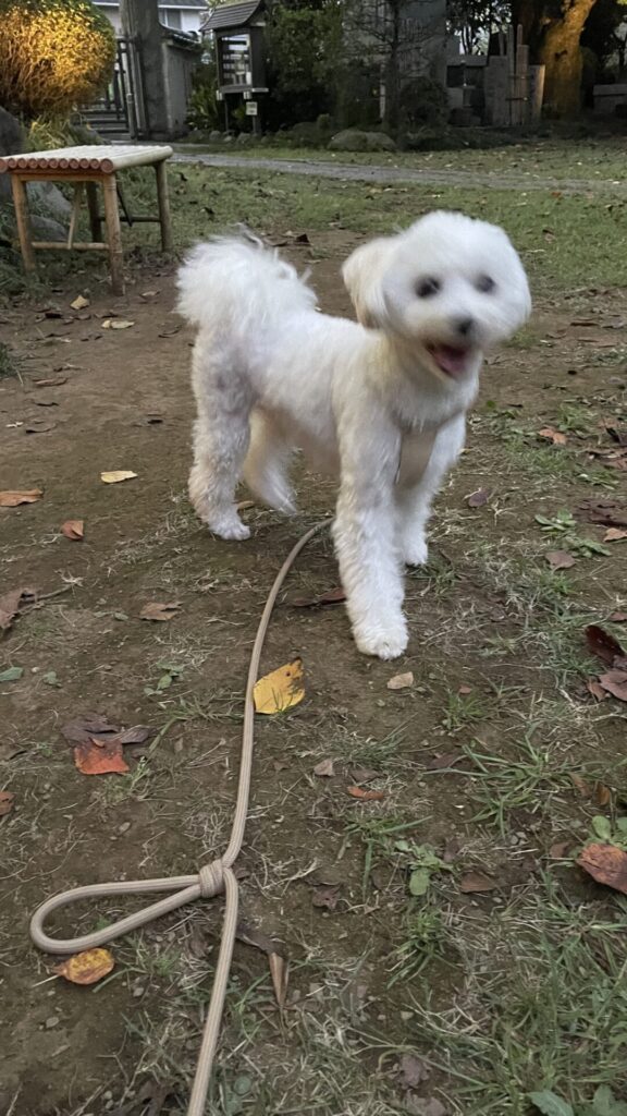 🐶元気いっぱい☺️