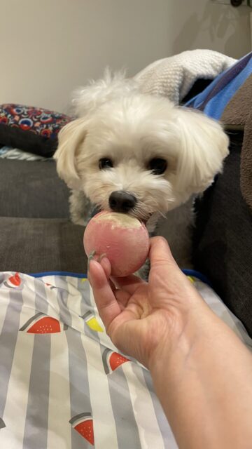 🐶おやつボール攻略☺️