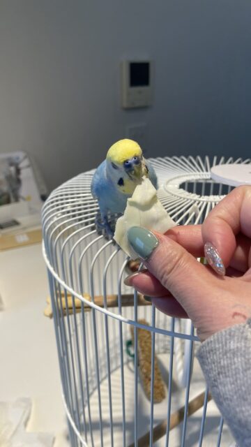 🦜おしゃべり上手ね☺️