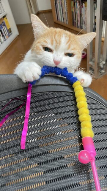 😺初めましてのお友達☺️