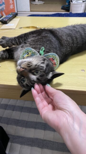 😺お久しぶり☺️