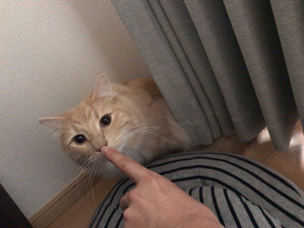 お世話 初回訪問 猫×3 川口市