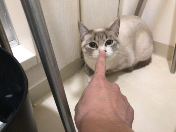 お世話 初回訪問 犬猫猫 川口市 さいたま市