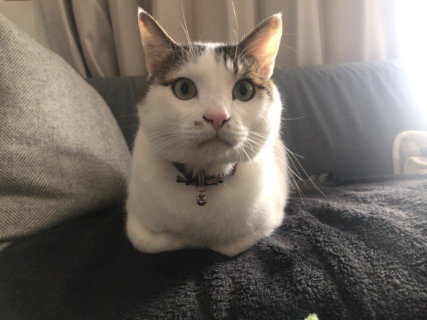 お世話 初回訪問 猫×3 川口市