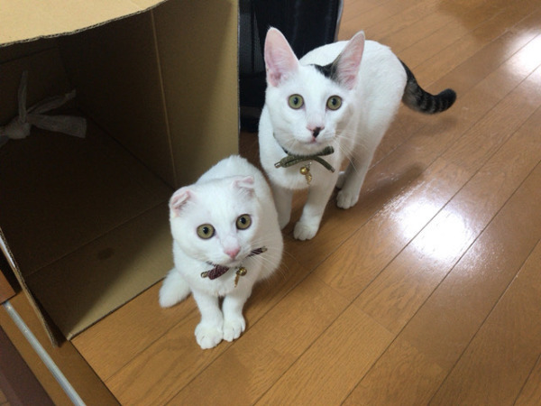 お世話 初回訪問 猫猫猫 川口市 蕨市