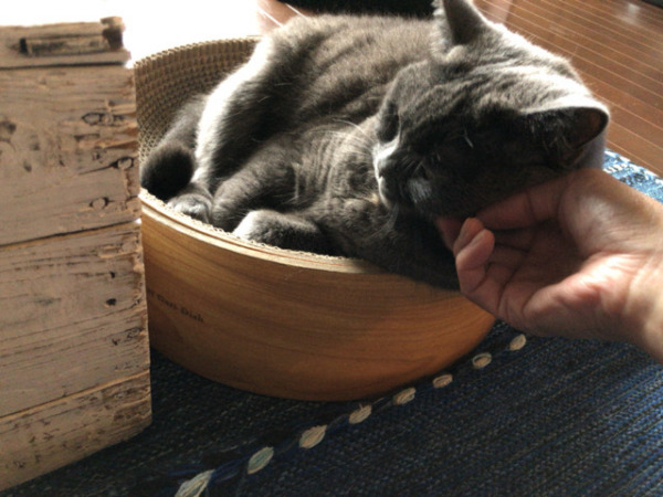 お世話 猫猫猫~ 川口市