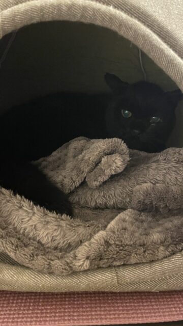 😺元保護猫ちゃん☺️