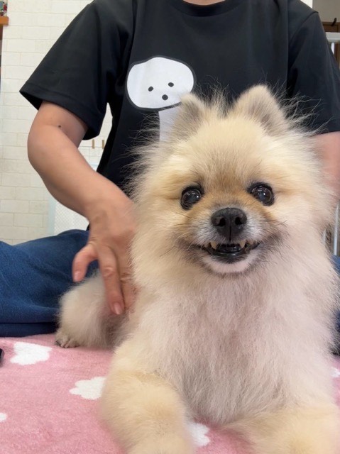 🌟夏のご依頼受付終了のお知らせ🌟