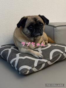 習志野市　ラブちゃんのお世話