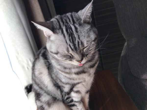 お世話 ねこ~ 川口市 草加市 戸田市