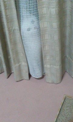 お留守番レポート　ルルちゃん