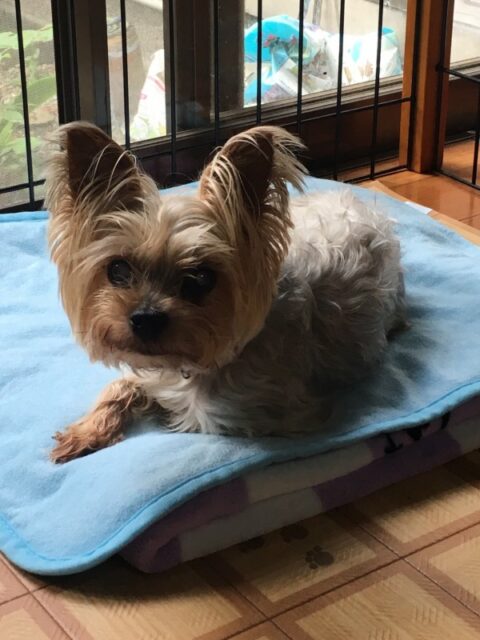 いつかは老犬や病気になるということ・・・