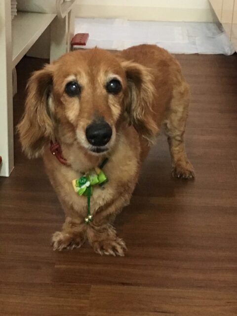 ロッちゃんと 10日間のお留守番