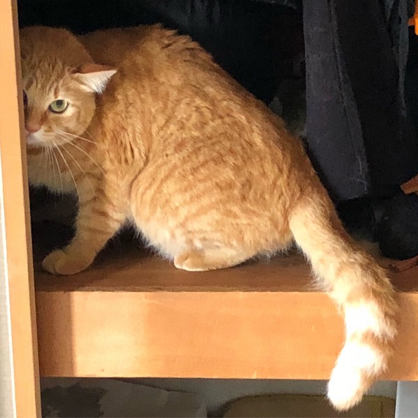 ネコ達はどこに？