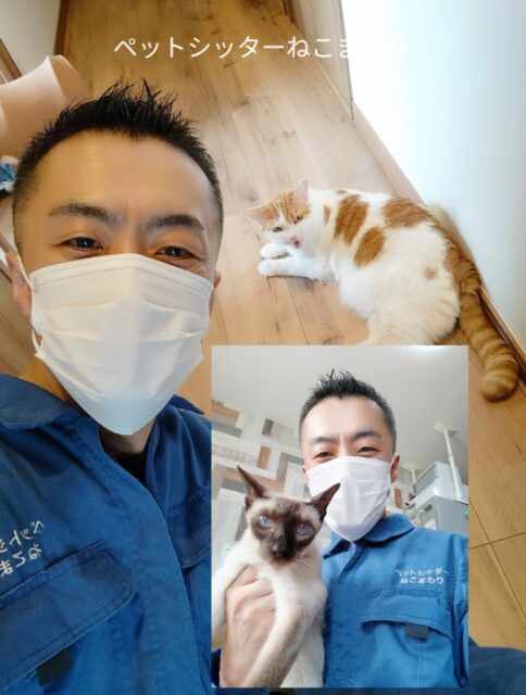 新宿区 お得意様 茶白くんとお友達のシャムくん お世話レポート🐈