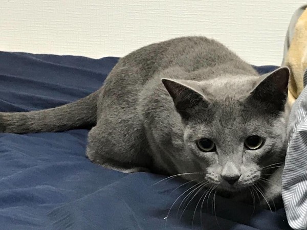 川口市　ロシアンブルー　いそろく君　お世話　遊ぶ遊ぶ遊ぶ（笑）キャットシッター　お世話代行