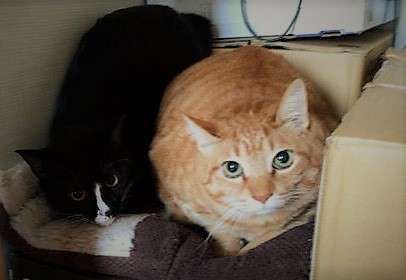 川口市 猫 初回訪問 ペットシッター