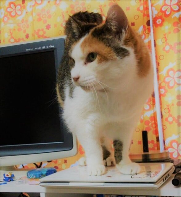 川口市　猫　みゃあちゃん　鍵受取　お世話代行　お膝に来たー！