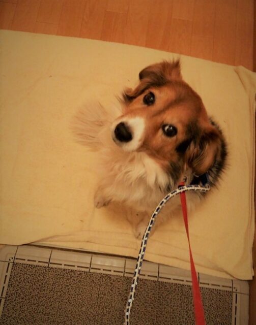 川口市 犬 りんちゃん カメラ目線 ペットシッター