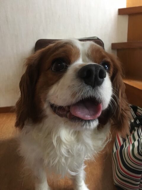 お散歩大好き　豆助君