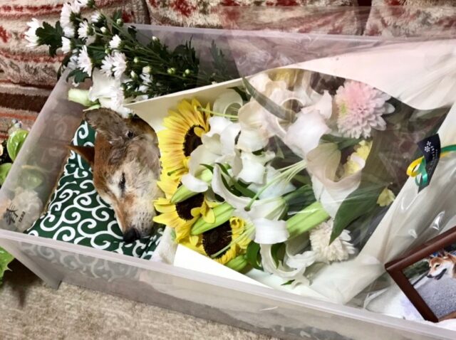 ぶんちゃん　飼い主様からのお手紙