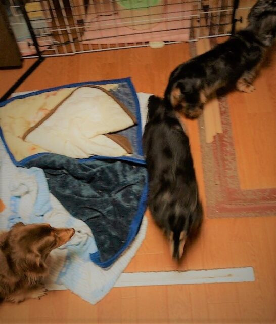 川口市 犬 ウサギ にぎやか! 初回訪問 ペットシッター