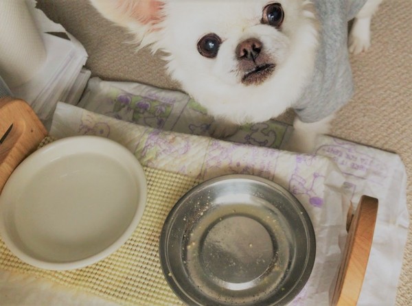 越谷市　空知君　目がくりくり　ペットシッター　お世話代行　