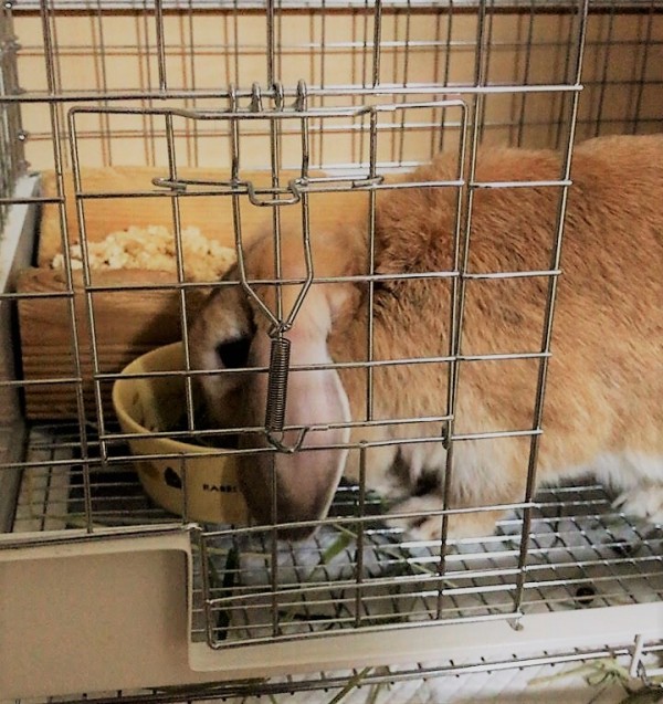 川口市　ウサギ　ホーランドロップ　ミルクちゃん　眠る　うさけつ