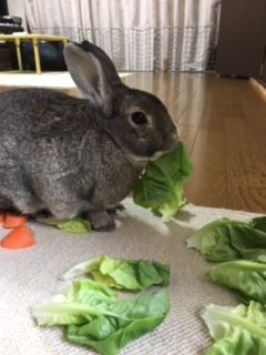 ウサギのベンジロウ君