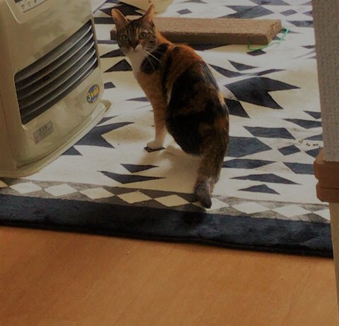 川口市 猫 お世話 ペットシッター